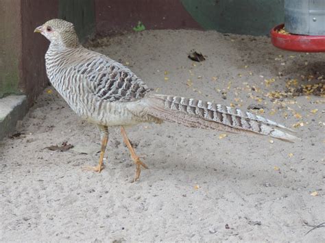  Le “Chained Peacock” : Réalisations Audacieuses d'une Faune Exotique Captive!