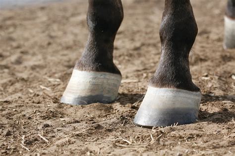  Cheval aux Sabots d'Acier : Un Monument à la Force et à l'Élégance Mécanique 