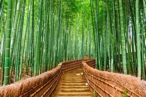  La Forêt de Bambous : Une Métaphore Ondulante du Passage du Temps et des Transformations Intérieures