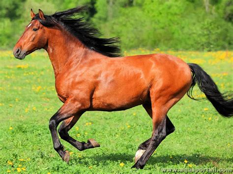 Le Cheval de Udayagiri! Une Démonstration Audacieuse de Pouvoir Royal et d'Élégance Divine ?